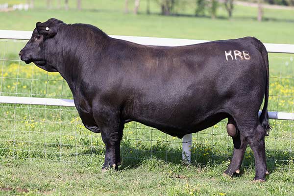 KRB Commerce 3505