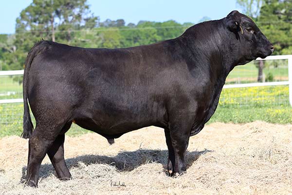 KRB Justified 3512